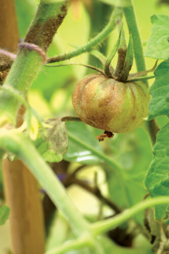 Is Vermicomposting Tomato Plants a Good Idea?